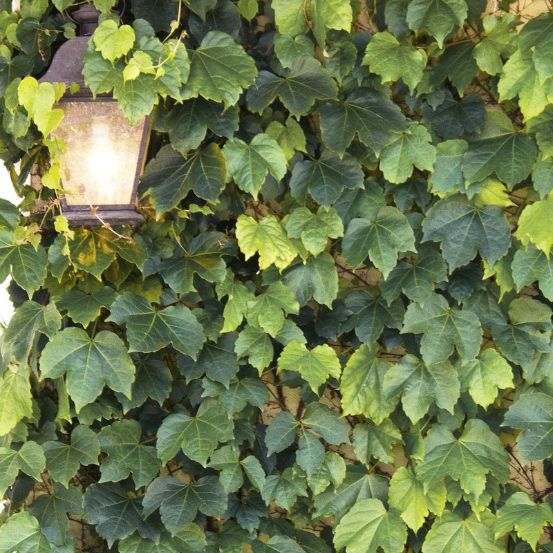 Parthenocissus ‘Green Showers’ – Green Showers Boston Ivy – 5 Gallon