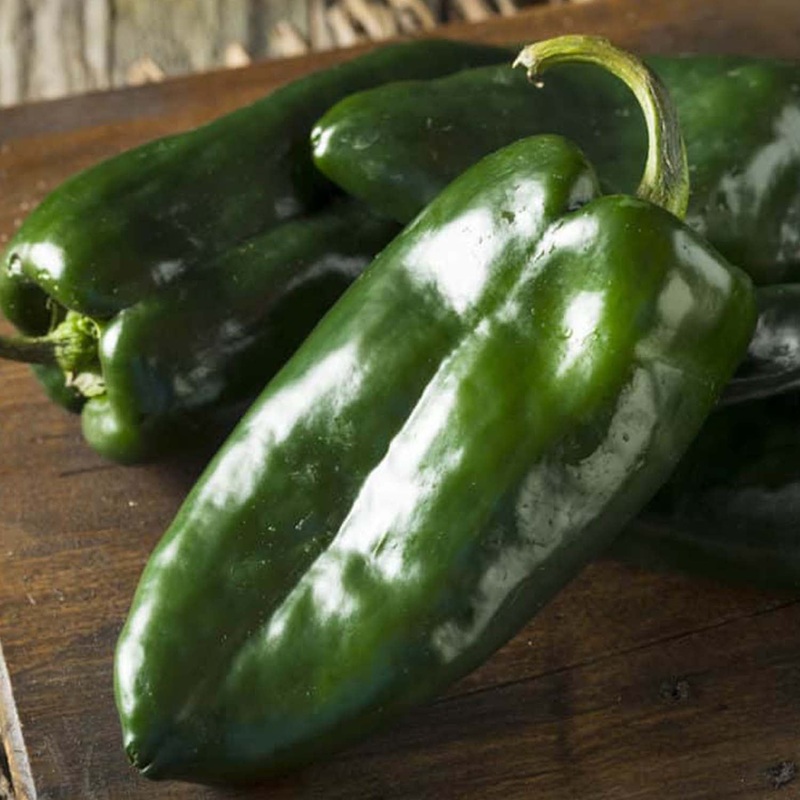Pasilla Bajio – 4 Pot