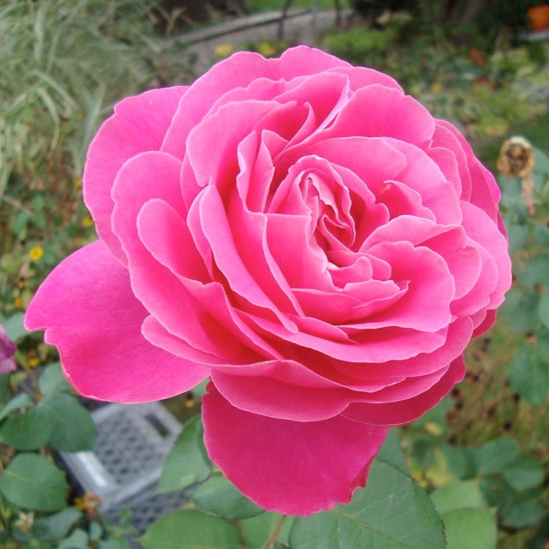 Pink Peace – 5 Gallon