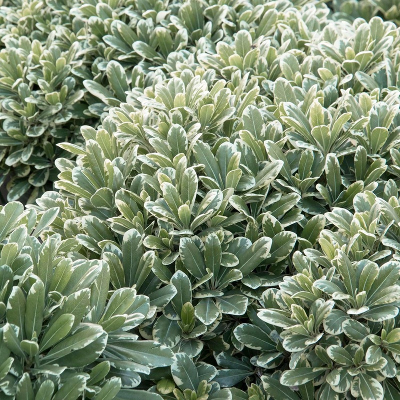 Pittosporum ‘Cream De Mint’ – Cream De Mint Dwarf Pittosporum – 5 Gallon