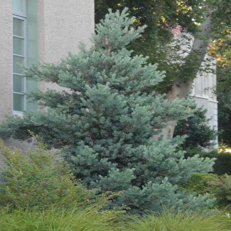 Podocarpus ‘Icee Blue’ – Icee Blue Yellow-Wood – 10 Gallon