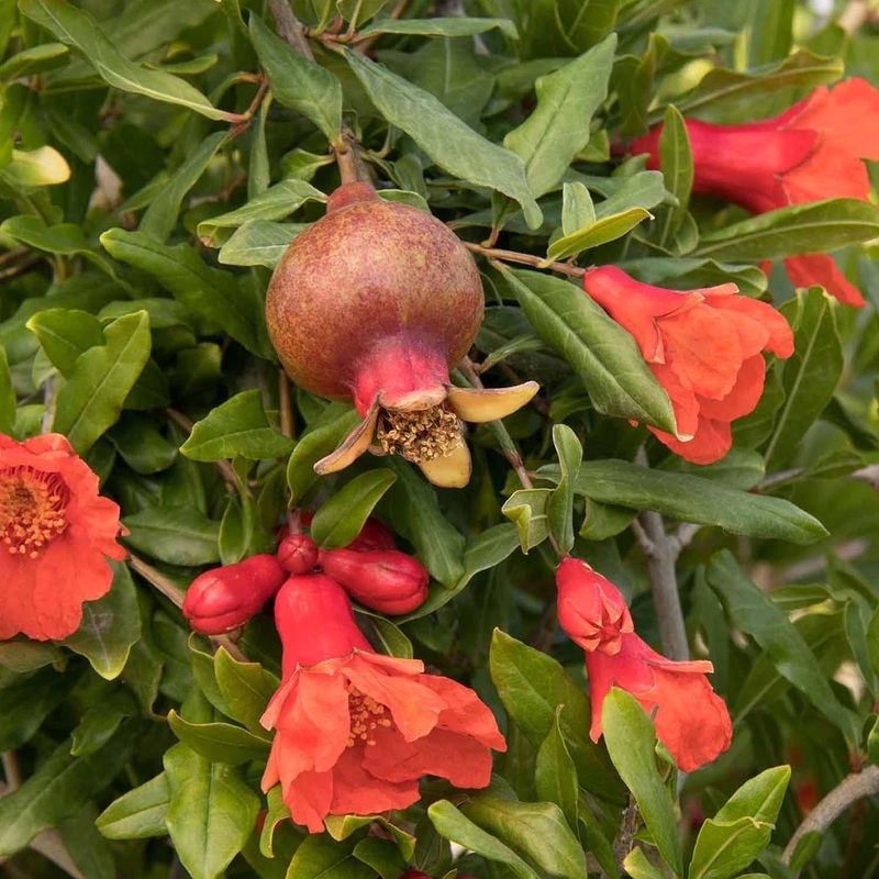 Pomegranate ‘Smith Angel Red’ PP – Angel Red Pomegranate – 5 Gallon