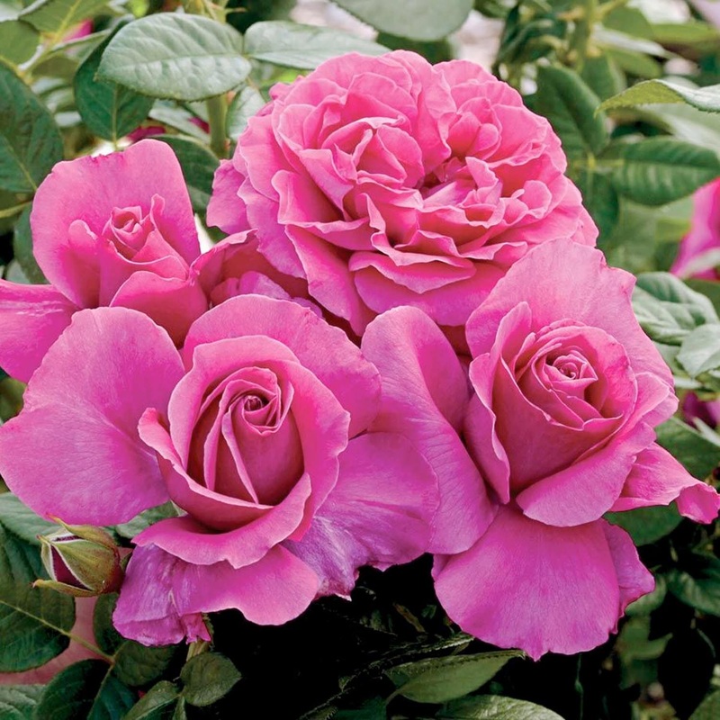 Pretty Lady Rose – 5 Gallon
