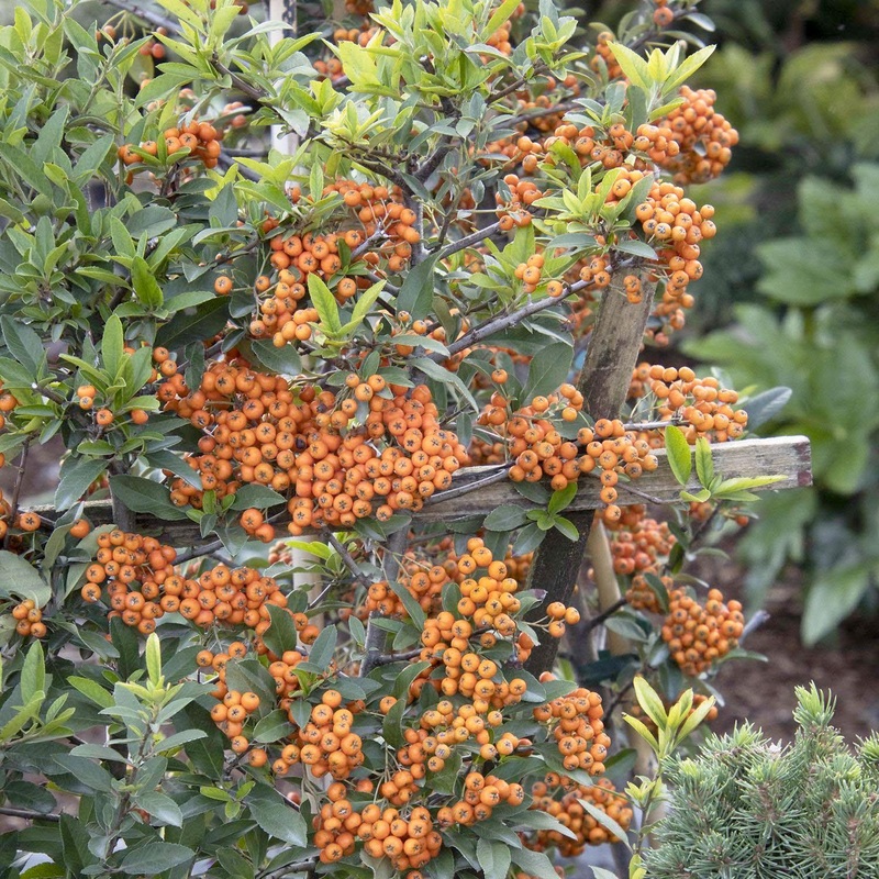 Pyracantha ‘Yukon Belle’ – Pyracantha – Espalier – 5 Gallon