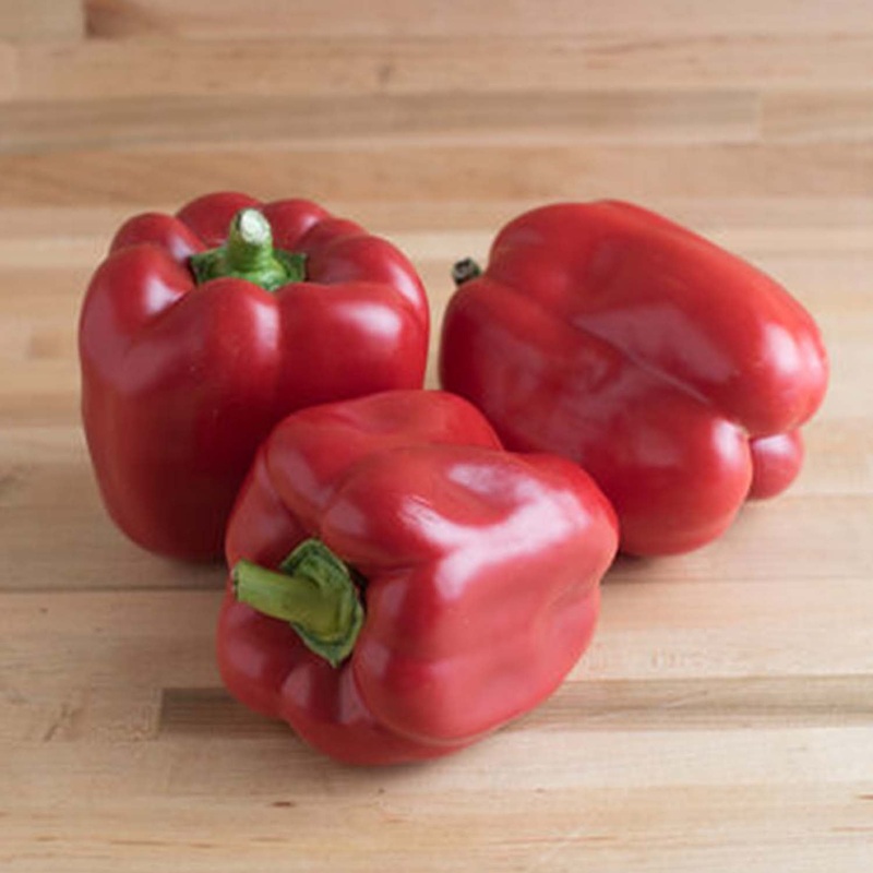 Red Knight – 4 Pot