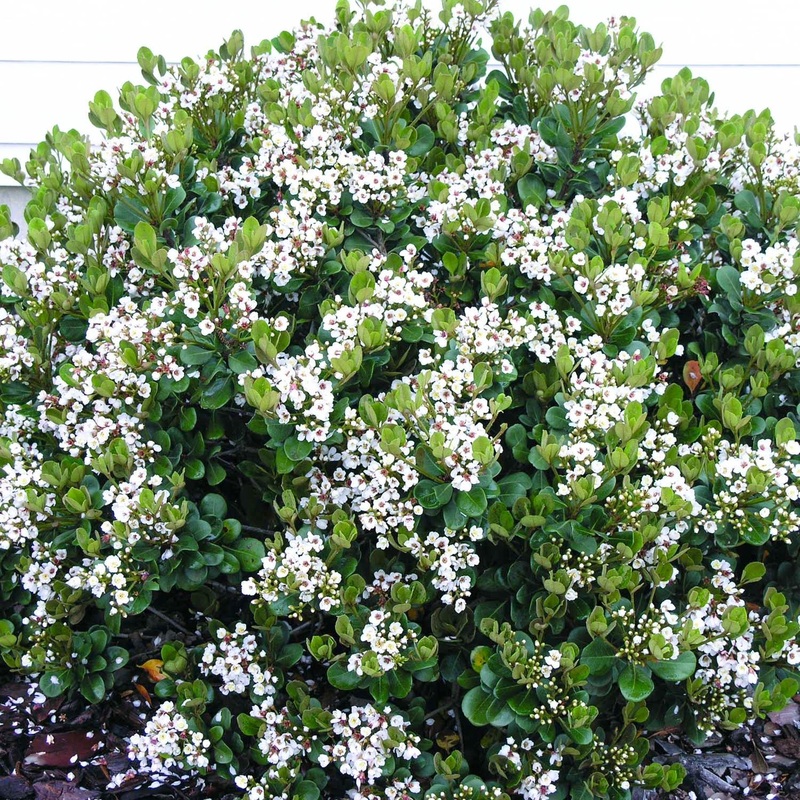 Rhaphiolepis ‘Georgia Petite’ – Georgia Petite Indian Hawthorn – 5 Gallon