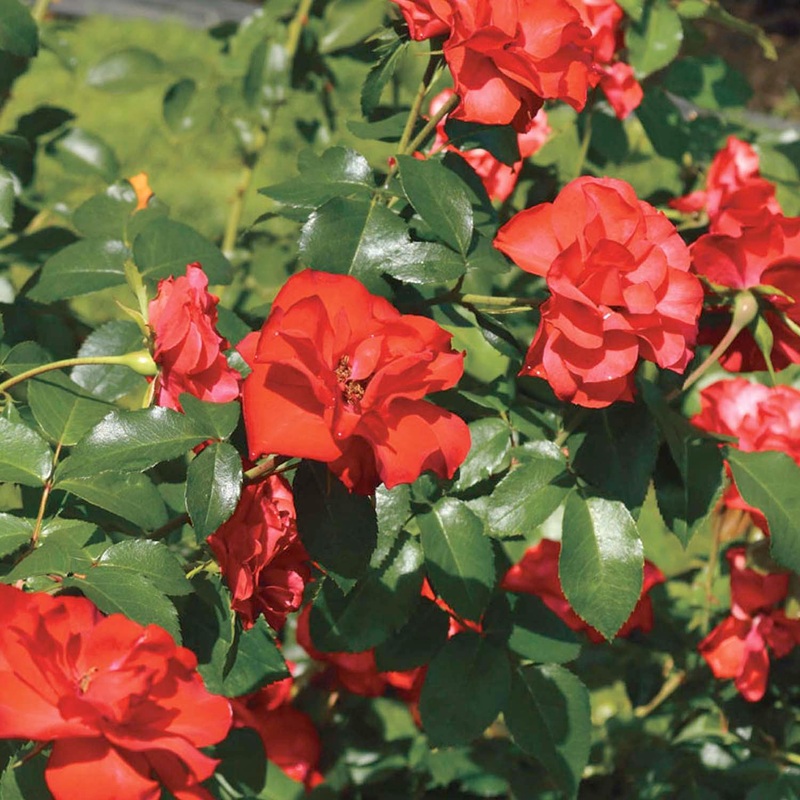 Sevillana – 5 Gallon