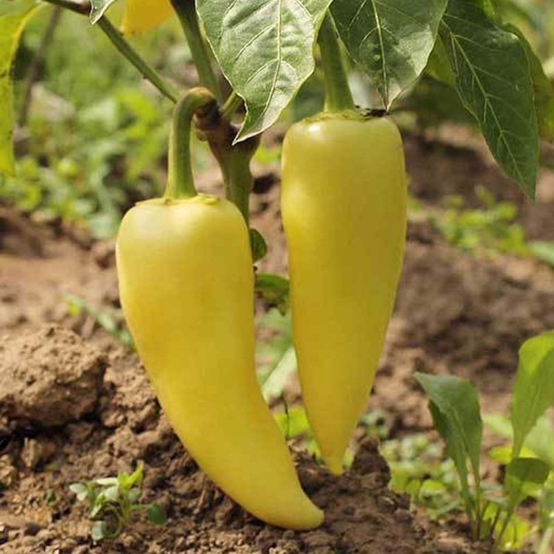 Sweet Hungarian – 4 Pot