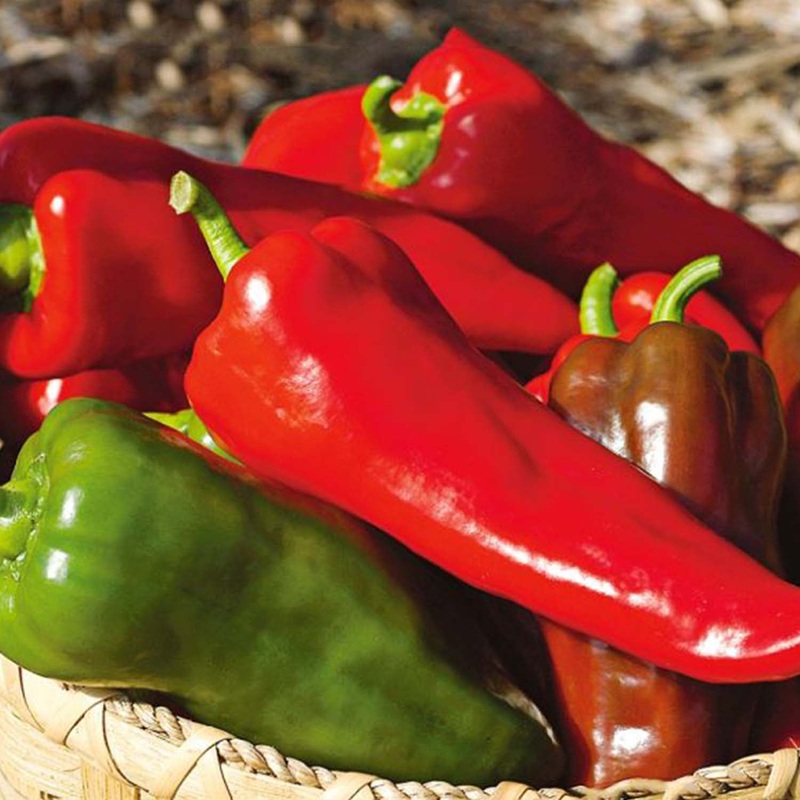 Sweet Italian – 4 Pot