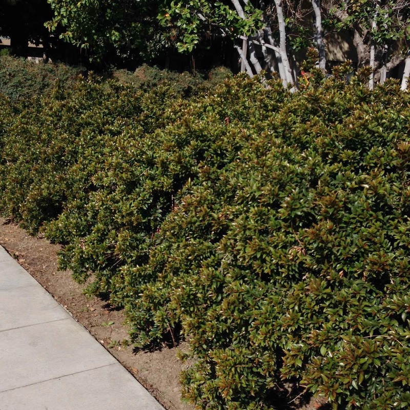 Syzygium globulus – Brush Cherry – 5 Gallon