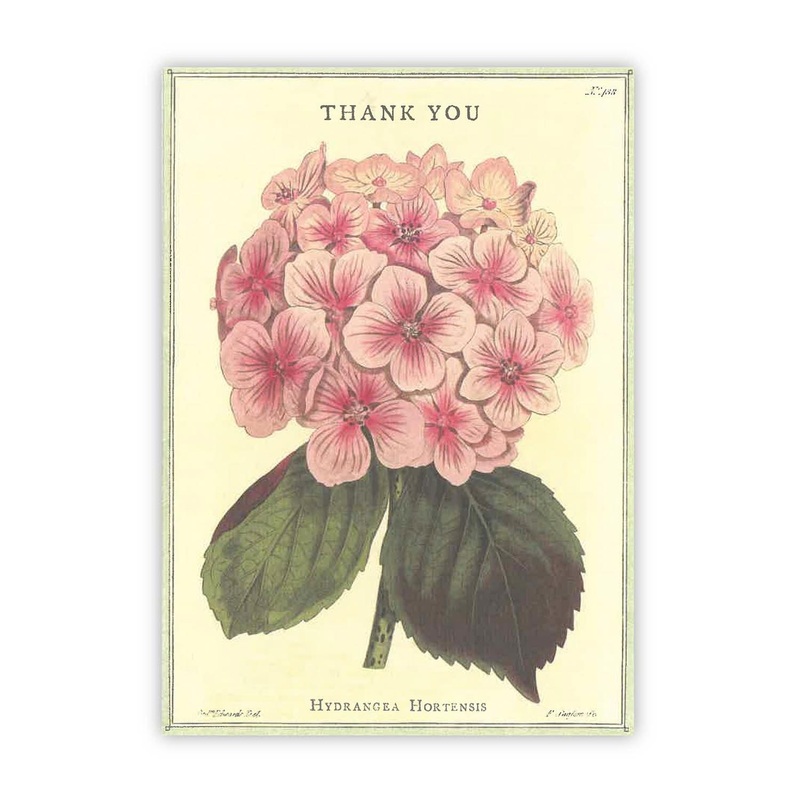 Thank You – Hydrangea