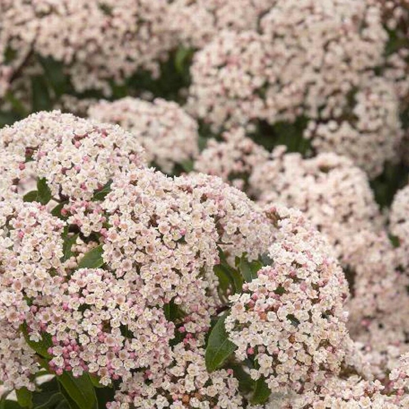 Viburnum tinus ‘Compactum’ – Dwarf Viburnum – 5 Gallon