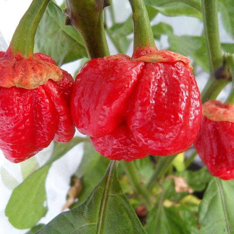 7 Pot Bubble Gum – 4 Pot