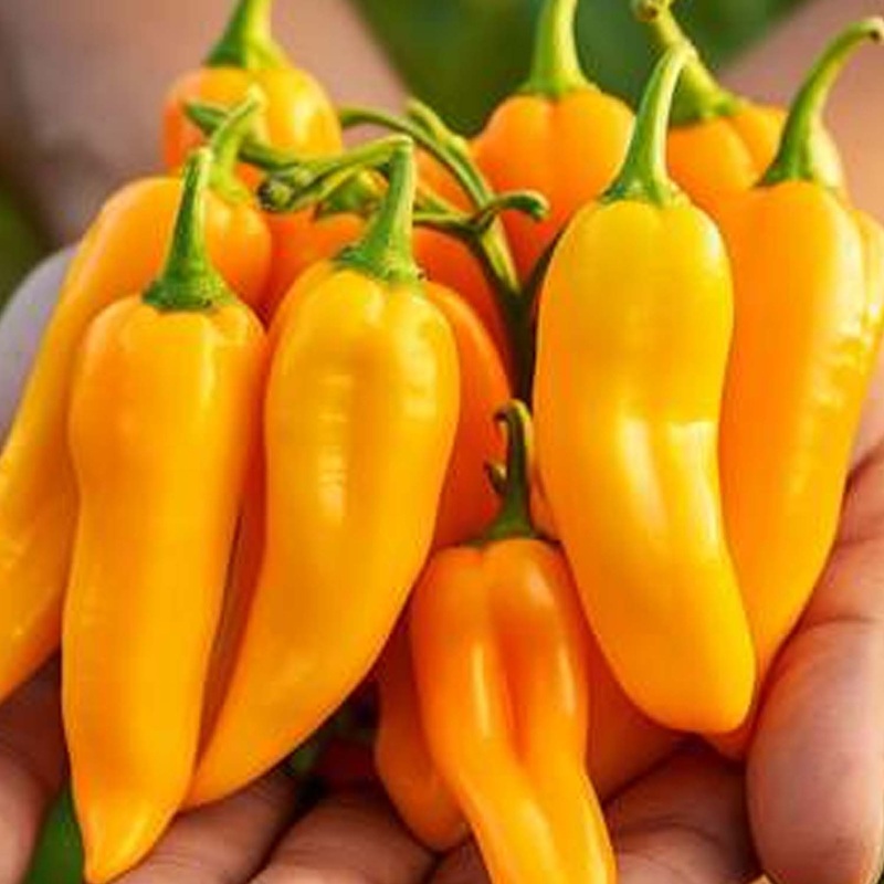 Aji Amarillo – 4 Pot