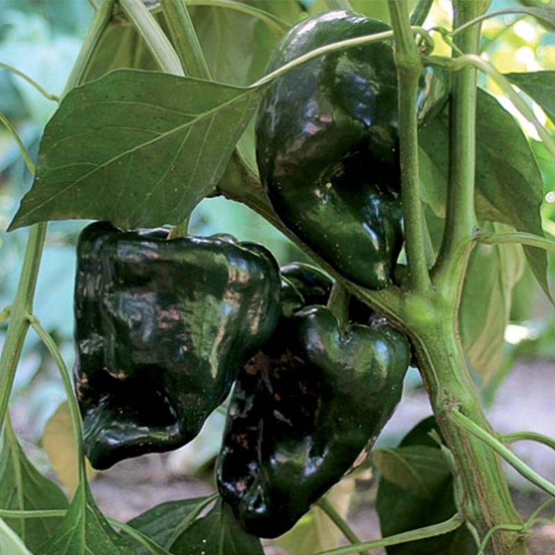 Ancho Gigante – 4 Pot