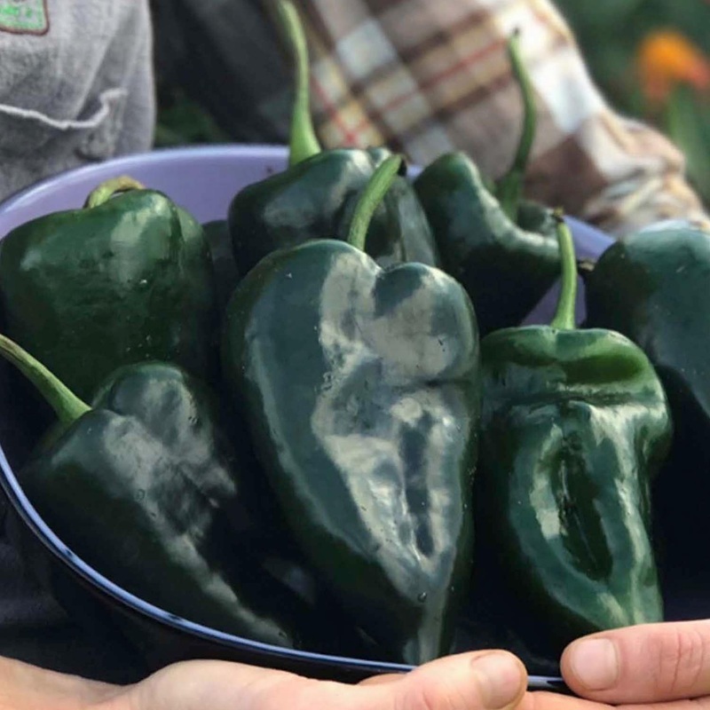 Ancho Poblano – 4 Pot