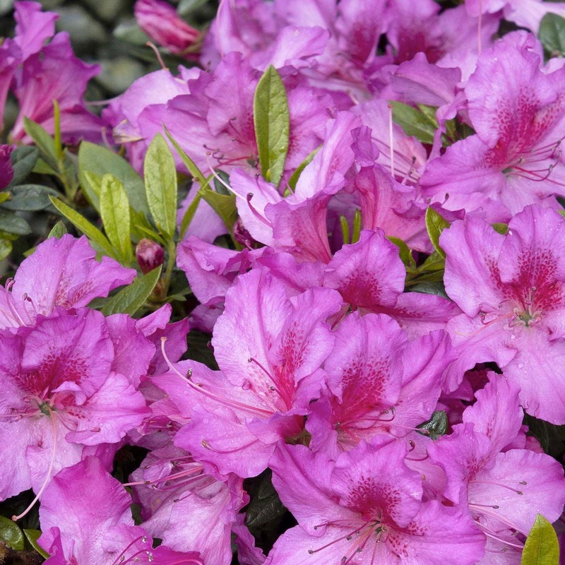 Azalea ‘Dbl Shot Grape’ PP – Double Shot Grape Azalea – 2 Gallon