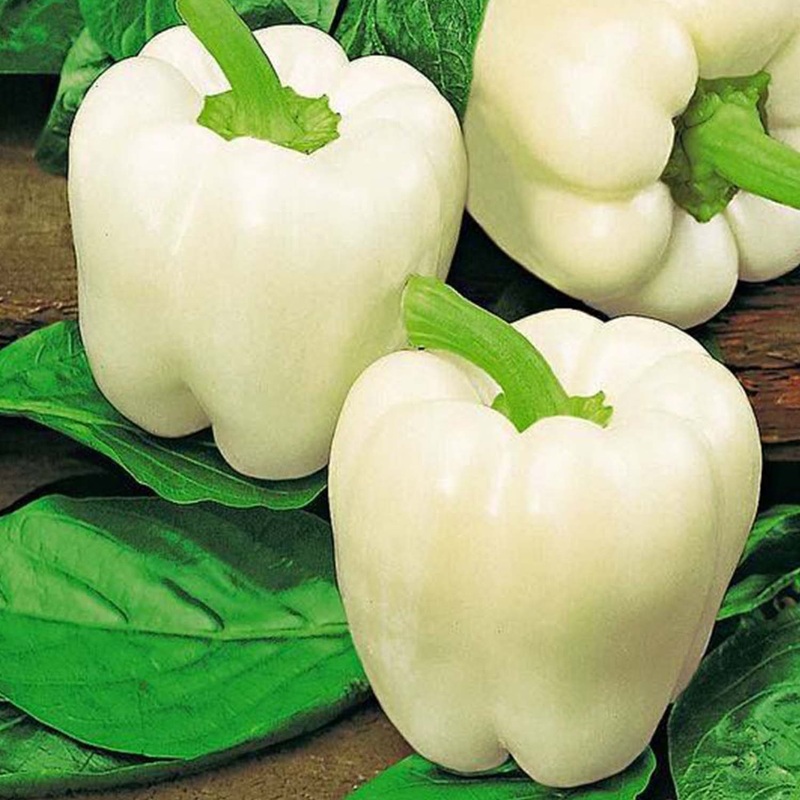 Bell Ivory  – 4 Pot