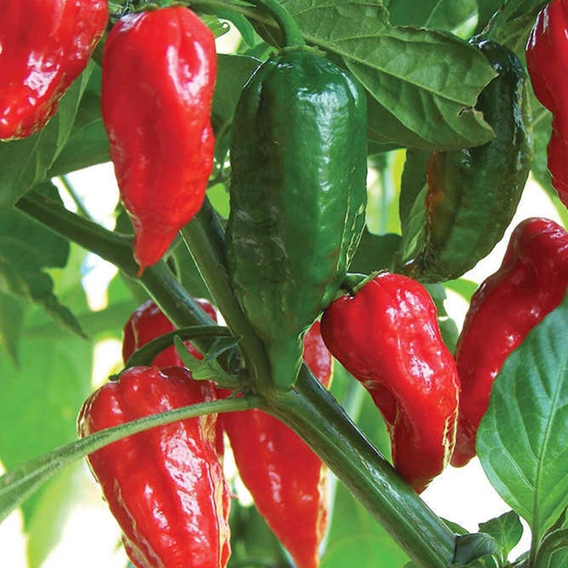 Bhut Jolokia (Ghost) – 4 Pot