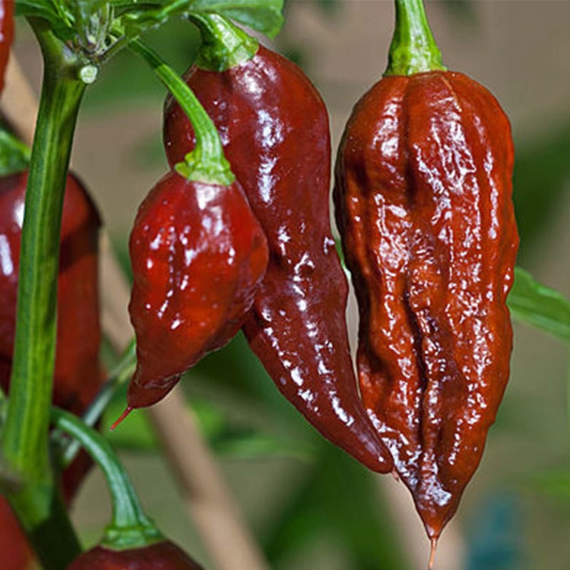 Bhut Jolokia (Ghost) Chocolate – 4 Pot