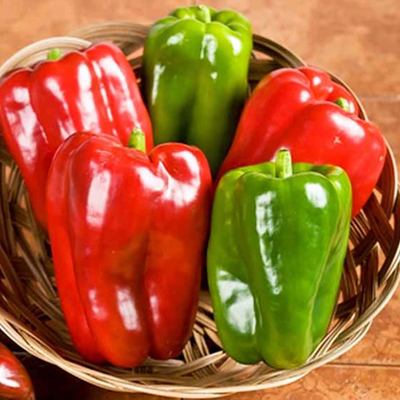 Big Bertha – 4 Pot