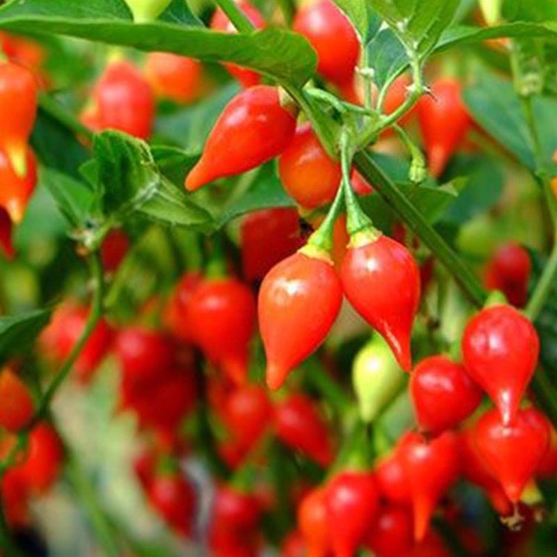 Biquino Red – 4 Pot