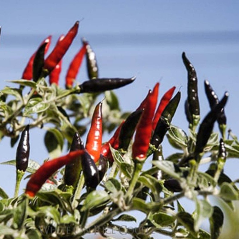 Black Cobra – 4 Pot