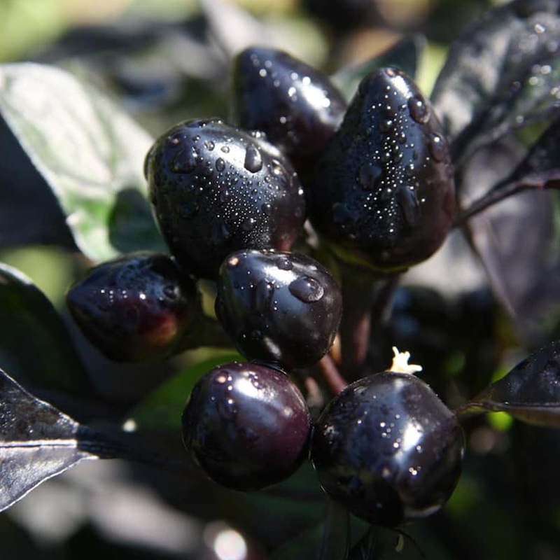 Black Pearl – 4 Pot
