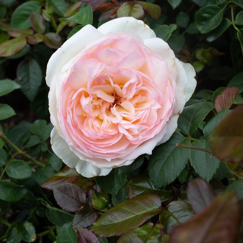 Bolero – 5 Gallon