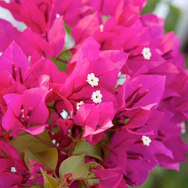 Bougainvillea ‘Barbara Karst’ – Barbara Karst Bougainvillea – Staked – 1 Gallon