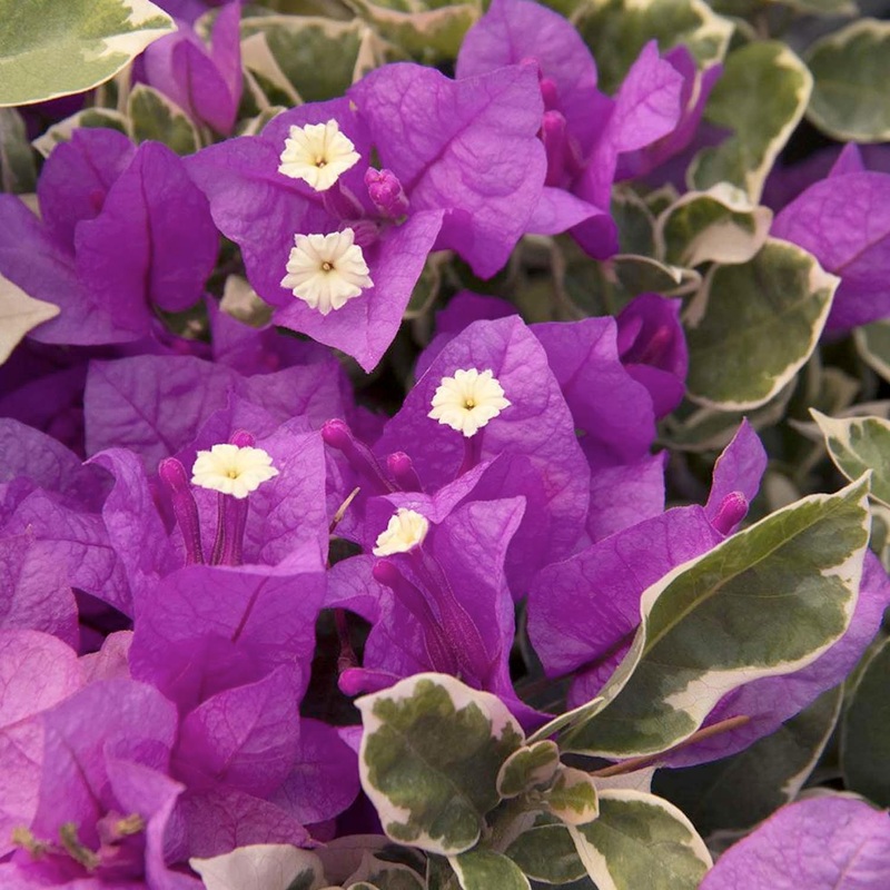 Bougainvillea ‘Blueberry Ice’ – Blueberry Ice Bougainvillea – Staked – 1 Gallon