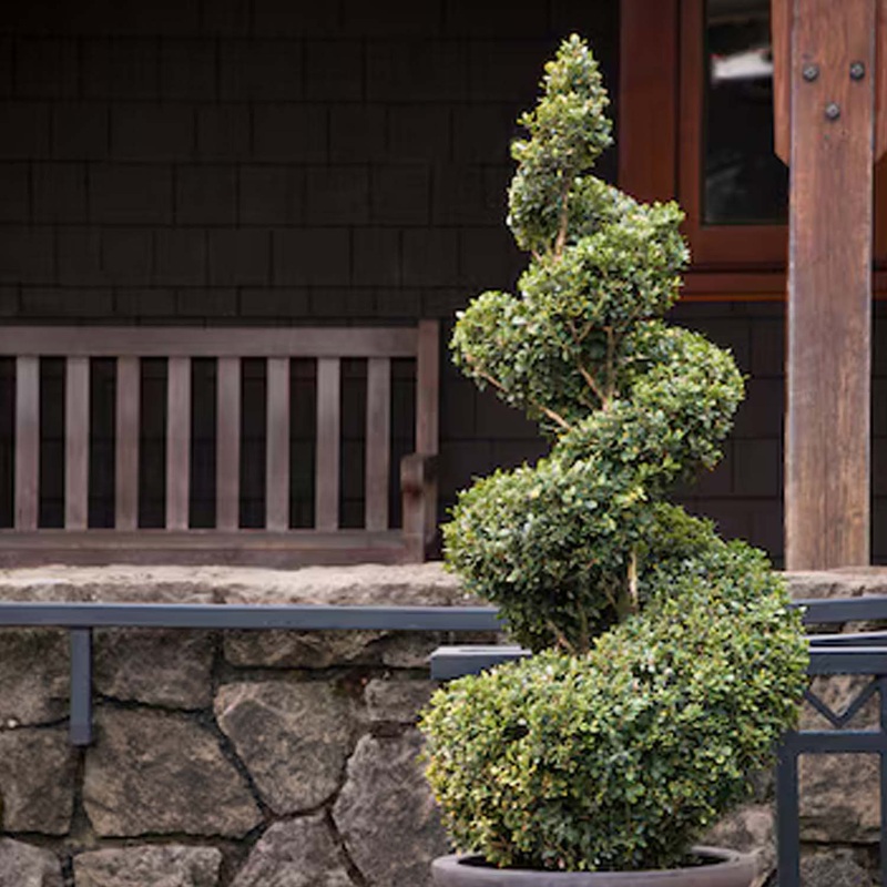Buxus ‘Green Mountain’ – Green Mountain Boxwood – 5 Gallon Spiral