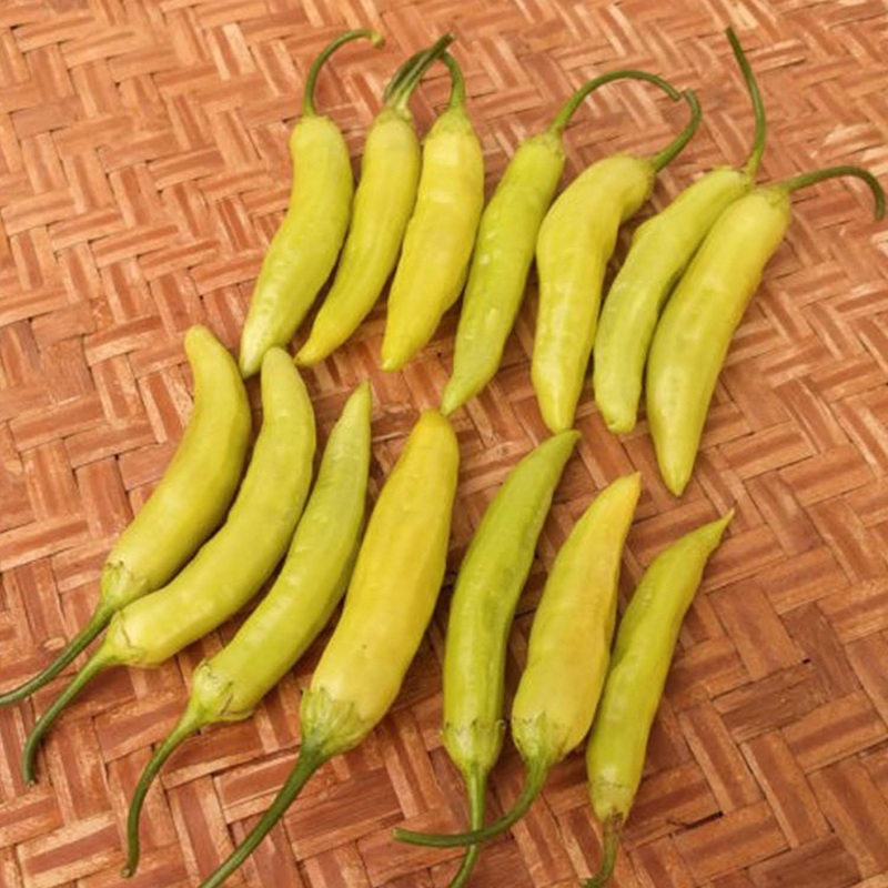 Chileno Sierra Nevada – 4 Pot