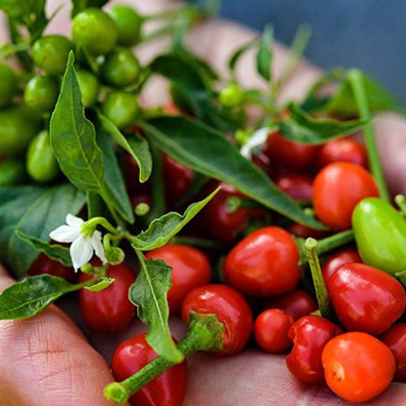 Chiltepin – 4 Pot