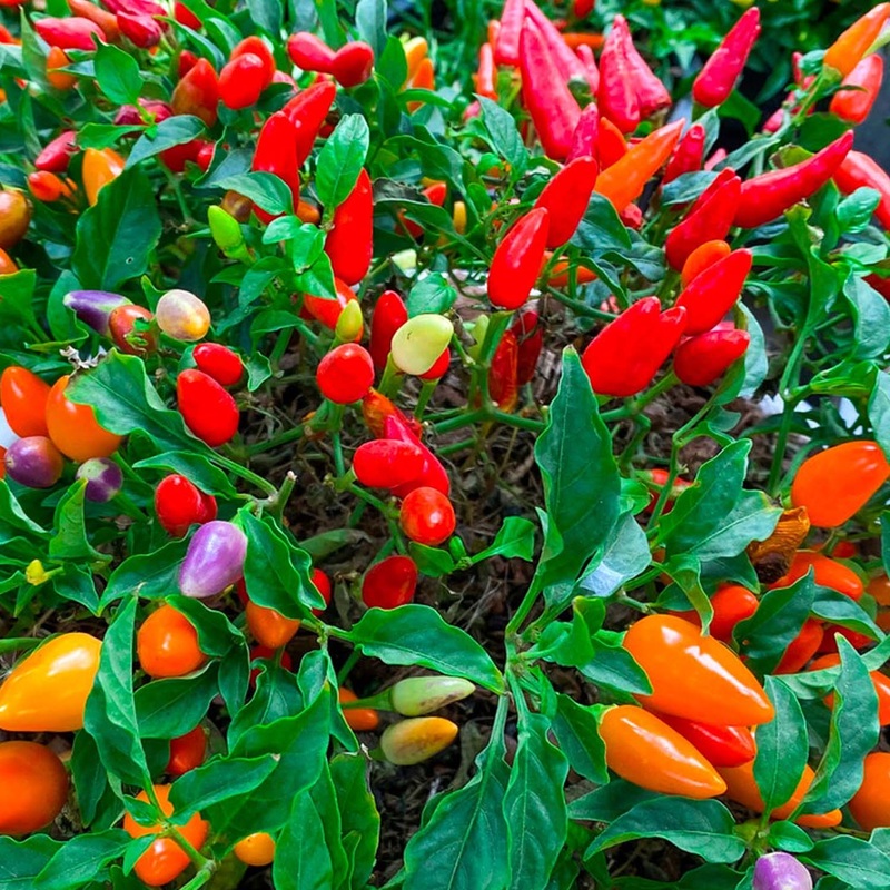 Chinese Five Color – 4 Pot