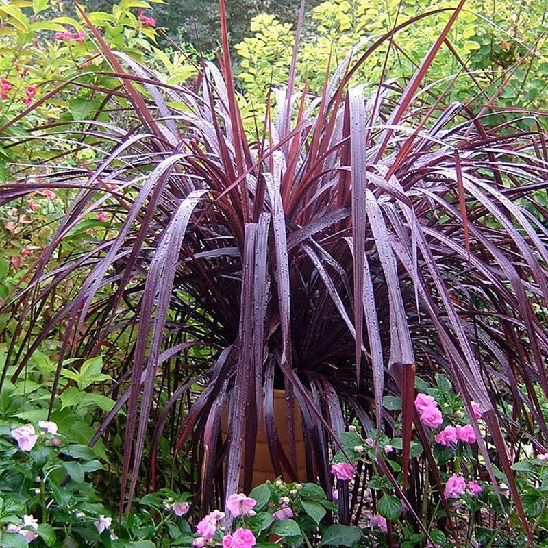Cordyline ‘Festival Grass’ – Festival Burgundy Cordyline – 2 Gallon