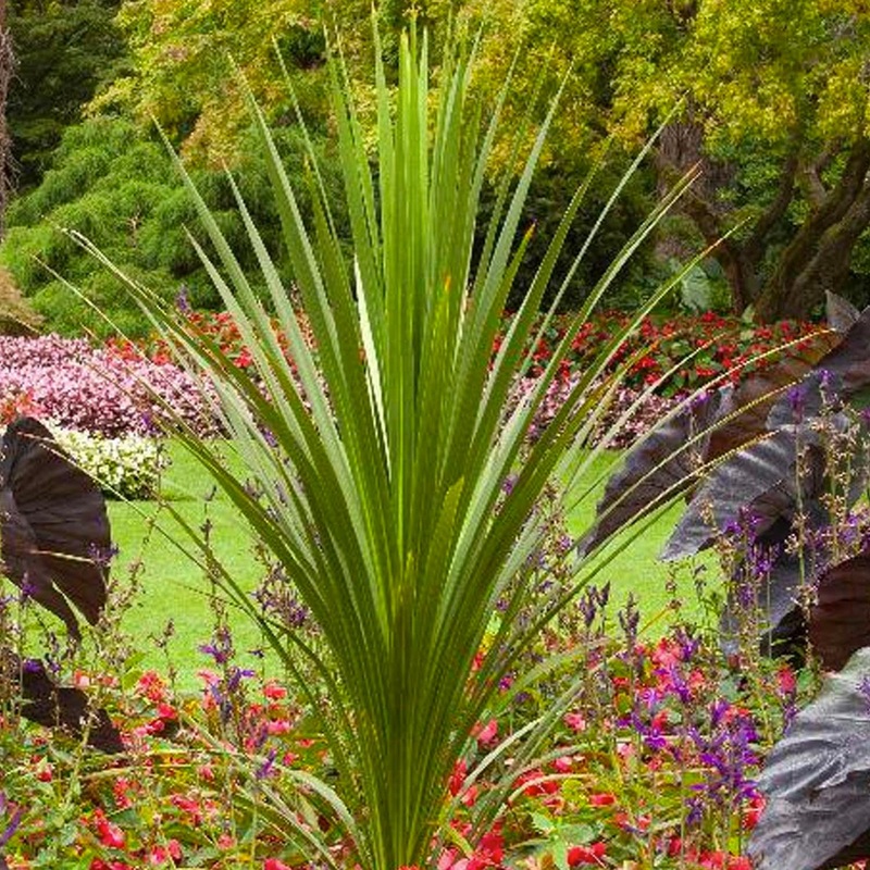 Cordyline indivisa – Blue Dracaena Palm – 1 Gallon