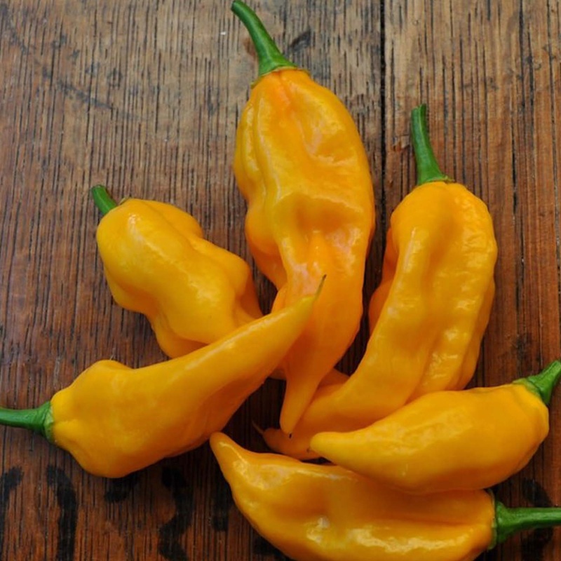 Fatalii – 4 Pot