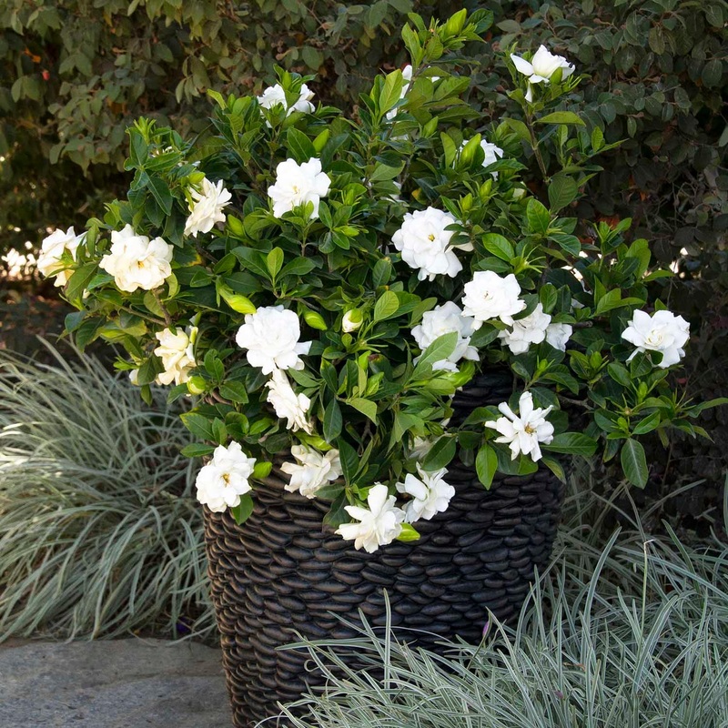 Gardenia ‘August Beauty’ Graft – 5 Gallon