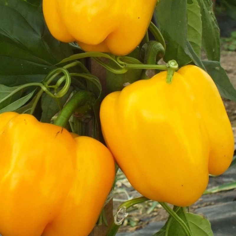 Golden California Wonder – 4 Pot