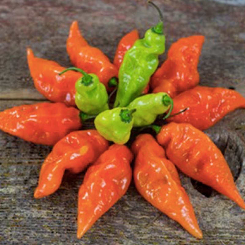 Habanada – 4 Pot