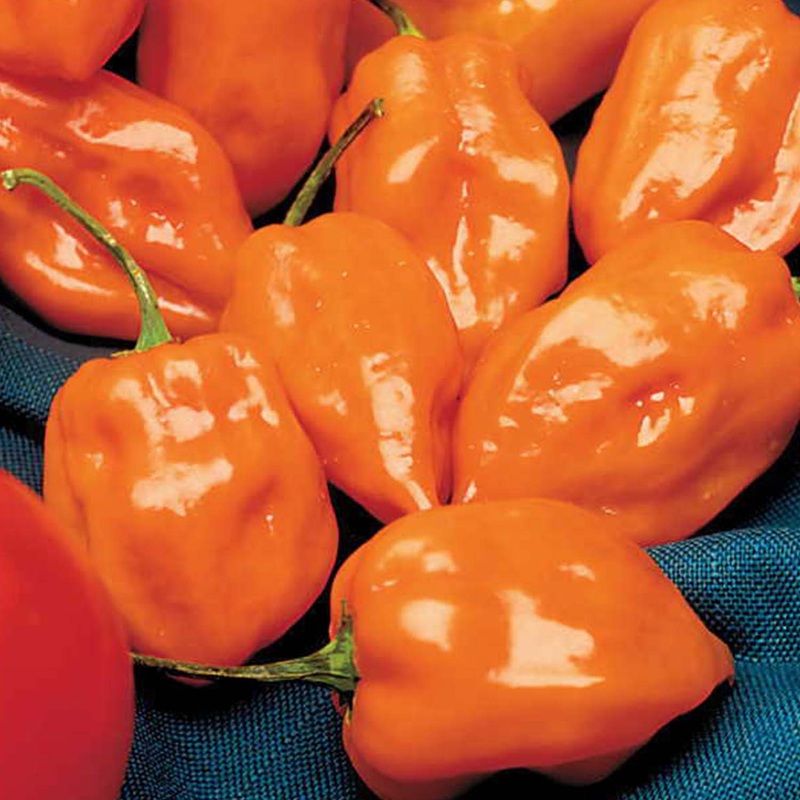 Habenaro Orange – 4 Pot