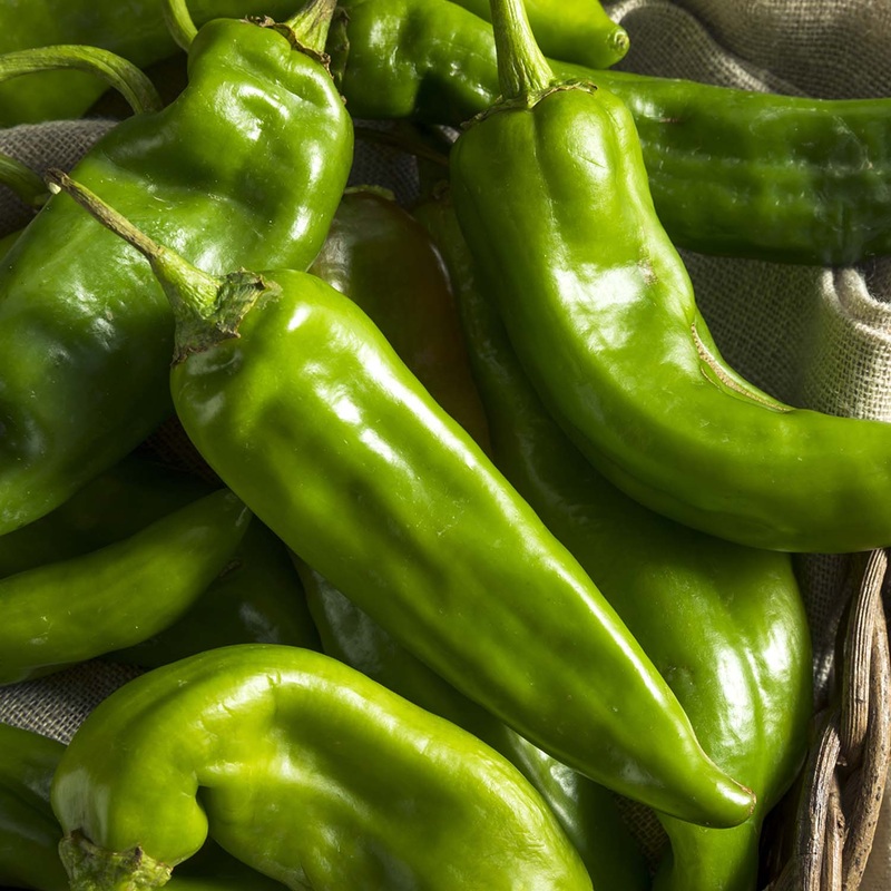 Hatch Green Medium – 4 Pot