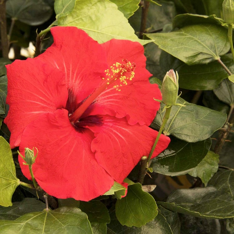 Hibiscus rosa-s. ‘Red Darling’ – Red Darling Hibiscus – 5 Gallon