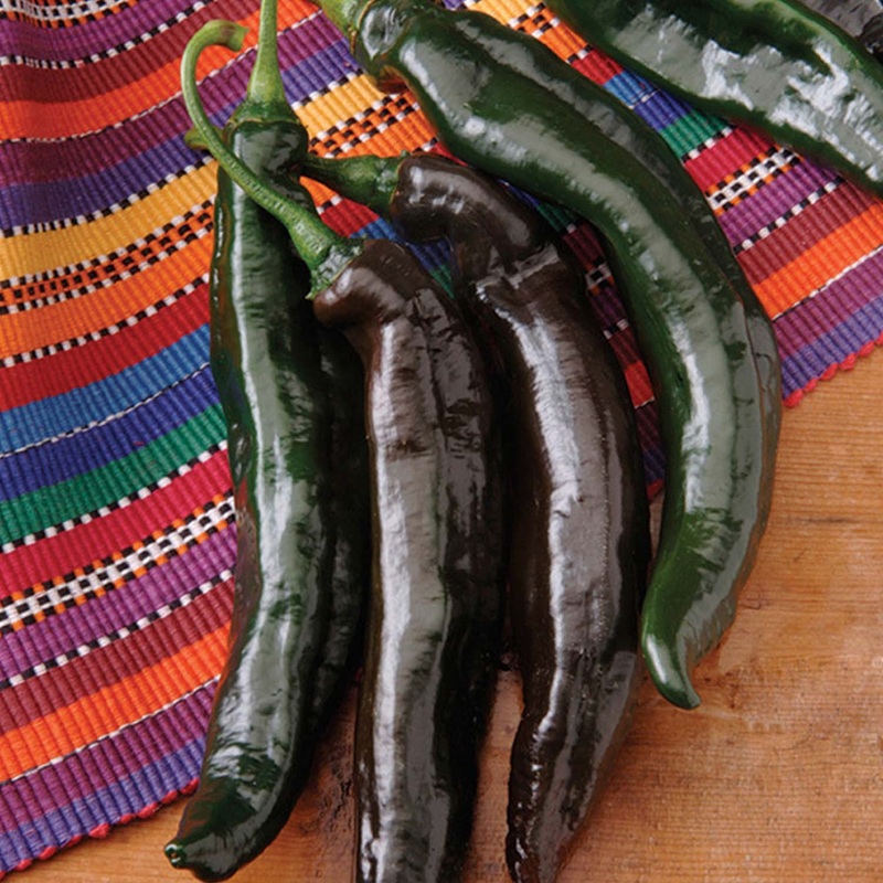 Holy Mole – 4 Pot