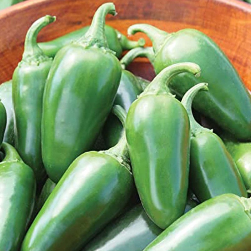 Jalapeno Emerald Fire – 4 Pot