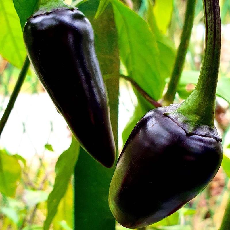 Jalapeno Purple – 4 Pot