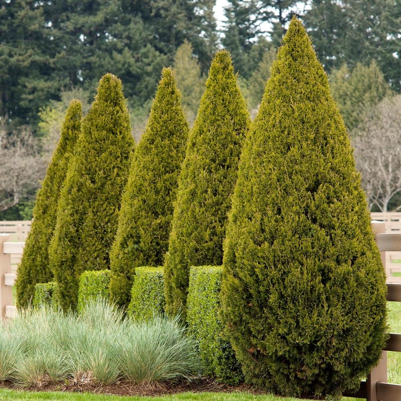 Juniperus chinensis ‘Spartan’ – Spartan Juniper – 10 Gallon