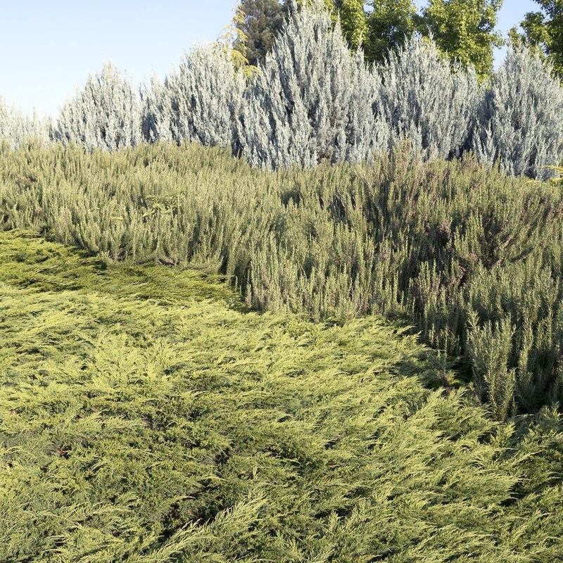 Juniperus s. ‘Calgary Carpet’ – Calgary Carpet Juniper – 1 Gallon