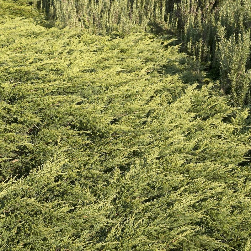 Juniperus s. ‘Calgary Carpet’ – Calgary Carpet Juniper – 5 Gallon